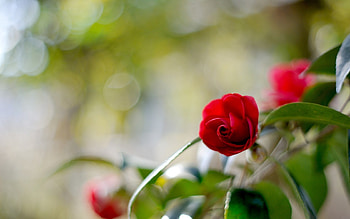 Plants, Flowers, Roses HD wallpaper