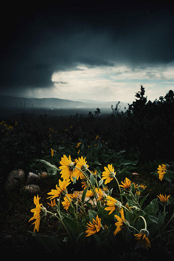 Plants, Flowers, Sunflowers, Dahl, Distance, Mainly Cloudy, Overcast HD phone wallpaper