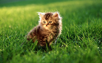 Animals, Cats, Grass HD wallpaper