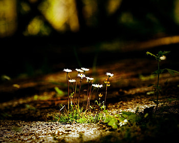 enchanted moment, moment, nature, flowers, chamomile HD wallpaper
