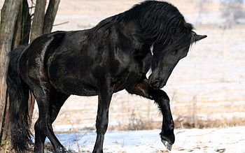 Animals, Horse, Leg HD wallpaper