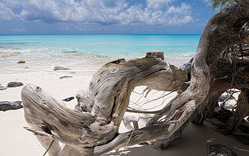 Nature, Sea, Beach, Wood, Tree, Dry, Blue Water, Snag HD wallpaper