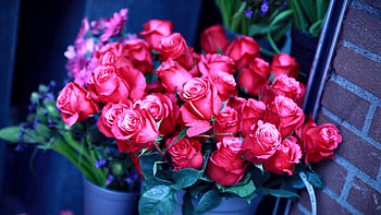 Flowers, Roses, Pink, Bouquet HD wallpaper
