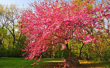 Pink Spring, Park, garden, sky, spring, bloom, tree HD wallpaper