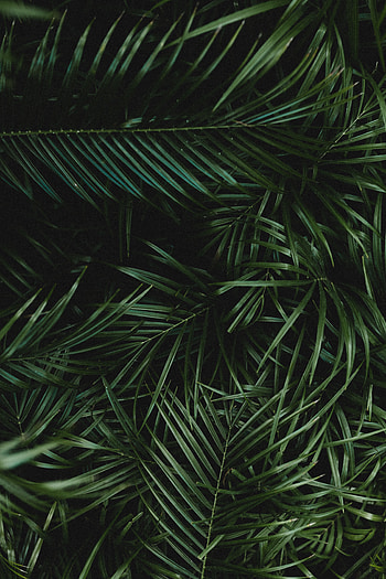 Leaves, Plant, Macro, Dark, Palm, Branches HD phone wallpaper