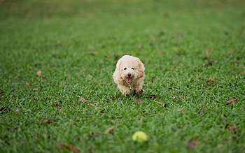 Animals, Grass, Dog, Play, Run, Run Away HD wallpaper