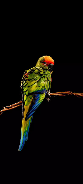 Quite, lovebird, feather HD phone wallpaper