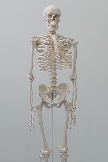 Detailed human skeleton model ideal for anatomical studies and science education. HD phone wallpaper