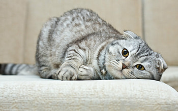 Scottish Fold, Cute and cuddly, Gray coat, Playful pets HD wallpaper