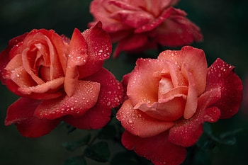 Flower, Flowers, Pink, Drops, Rose Flower, Rose, Wet, Dew HD wallpaper