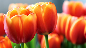 Orange tulip delight, Wide flower , Nature's vibrant display, Blooming beauty HD wallpaper