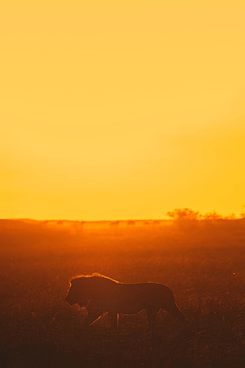 Animals, Sunset, Lion, Predator, Big Cat, Safari HD phone wallpaper