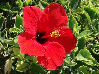 Plants, Flowers HD wallpaper