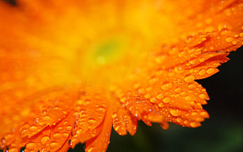 Drops, Flower, Macro, Petals, Gerbera HD wallpaper