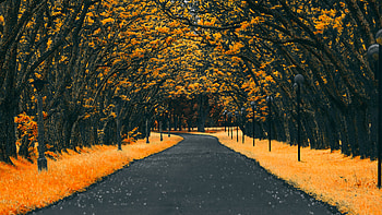 Paved Road Autumn , autumn, nature, road HD wallpaper