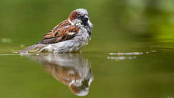 Brown White Sparrow Bird Is Standing On Lake With Reflection On Water Birds HD wallpaper