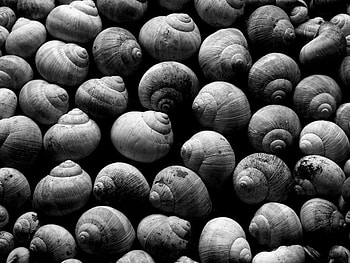 Background, Shells, Snails HD wallpaper