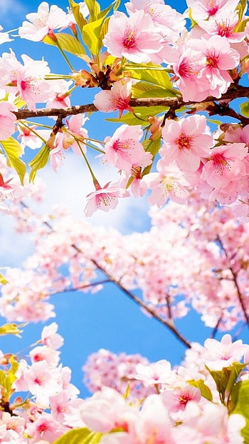 Spring Flowers, Pink Flowers, Floral Background HD phone wallpaper