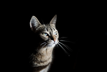 Cat in shadows, shadows, animal, graphy, cute, cat, dramatic HD wallpaper