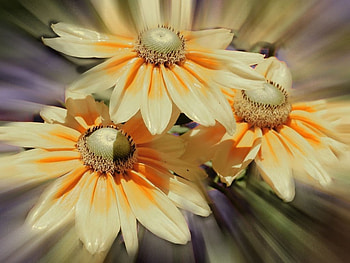 Flowers, yellow HD wallpaper