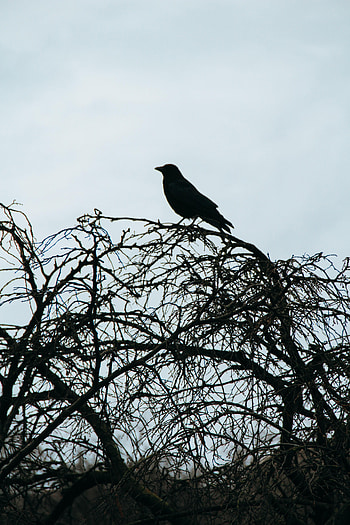 Nature, Sky, Silhouette, Bird, Branches HD phone wallpaper
