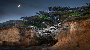 Tree of Life on the Washington Coast, night, sea, moon, rocks, usa HD wallpaper