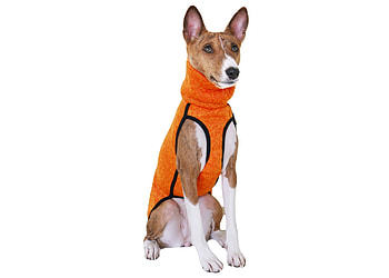 Basenji Dog, Like a fox, Stylish clothes, Unique and trendy HD wallpaper