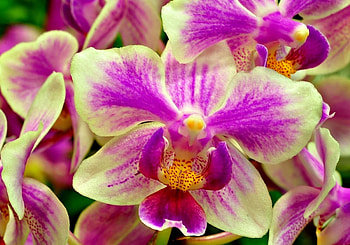 Orchids, pink, green, flower HD wallpaper