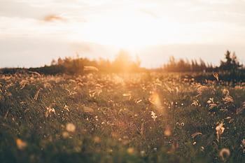 Beautiful sunset over a grassy field in Brazil, capturing nature's tranquility. HD wallpaper