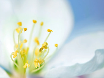 Plants, Flowers HD wallpaper