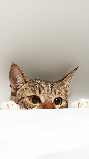 Cute, Pet Animal, Cat HD phone wallpaper