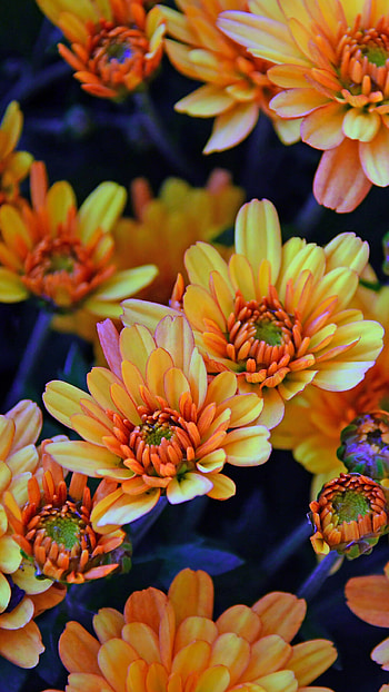 Chrysanthemum, Yellow flowers, Bloom , Vibrant mobile background HD phone wallpaper