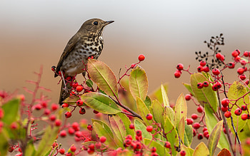 Bird, animal, nature, graphy HD wallpaper