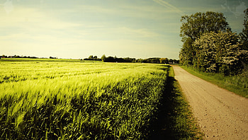 Country, , Road, Field, Tree HD wallpaper