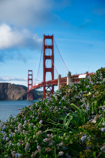 Flowers, Grass, Bridge HD phone wallpaper