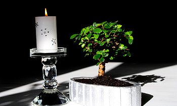 romantik, kaarsen, licht, groen, bonsai HD wallpaper