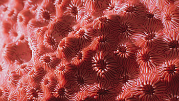 Coral pavona artwork, Substance source inspiration, Creative expression, Coral-inspired designs HD wallpaper