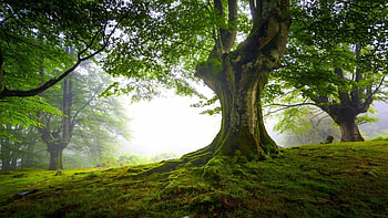 Tree, Nature, , Backgrounds HD wallpaper