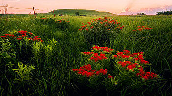 Wildflowers At Sunset, Flint Hills Region, blossoms, meadow, sky, Kansas, sunset, usa HD wallpaper