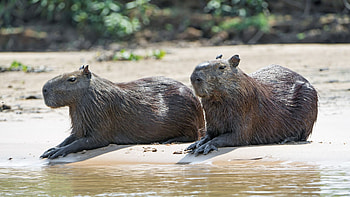 Capybara on the beach, Animal antics, Playful animals, Beach scenery HD wallpaper