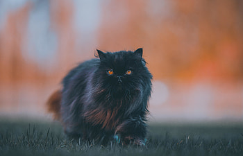 Black feline, bushy cat, walk HD wallpaper