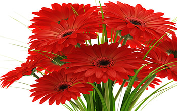 GERBERA DAISIES, PETALS, LEAVES, COLORS, STEMS HD wallpaper