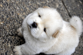 Animals, Light, Light Coloured, Puppy, Kid, Tot, Chow Chow HD wallpaper