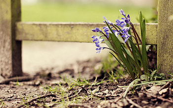 Flowers, Grass, Branches, Land, Earth, Spring, Weed HD wallpaper