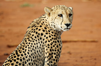 Animals, Leopard, Predator, Big Cat, Sight, Opinion, Wildlife HD wallpaper