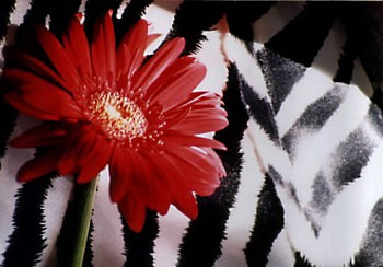 Red Zebra, beautiful, red gerbera, flowers, two colors, zebra HD wallpaper