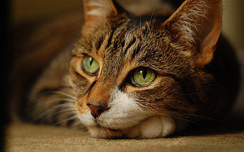 Yes,my darling..., cats, cute, animals, nice HD wallpaper