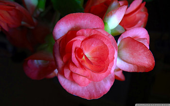 Pink Rose, stem, soft, rose, pink, day, petals, flower, layers, puffy, nature, warm HD wallpaper