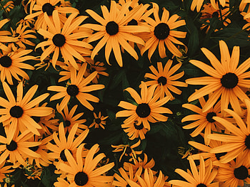 Flowers, Flower Bed, Flowerbed, Lot, Rudbekia, Rudbeckia HD wallpaper