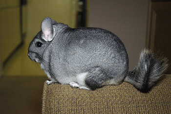 Animals, Beautiful, Nice, Sweetheart, Chinchilla, Tail, Wool HD wallpaper